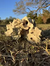 Natural Texas Limestone Holey Rock