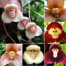 1000 pcs Rare Monkey Face Orchid Seeds Dracula Cute Simia Flower Garden Plant