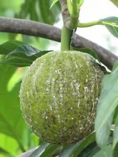 50+ Cutting Breadfruit Sukun Stem (Artocarpus altilis) Fresh Cut