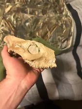 fossil oreodont skull white river formation beautiful and unique