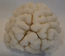 NATURAL WHITE CAULIFLOWER? CLUSTER CORAL HOME DECOR FISH TANK DECOR 5" X 5 1/2"