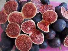 50 fresh seeds mini purple fig tree