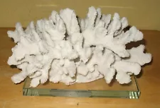 Natural White Reef Coral 9.5" x 7.5" x 4.5" Mounted on Glass Plate