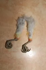 #0317 GENUINE TAXIDERMY small parrot (1 Pair) FEET / FOOT