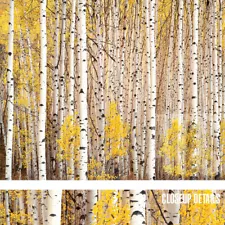 30W"x24H" ASPEN GROVE, COLORADO by CHRISTOPHER BURKETT - TREES CHOICES of CANVAS