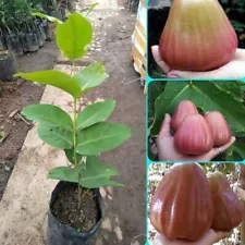 Grafted Water Apple King Rose Fruit Tree 3-4Ft Fast Shipping