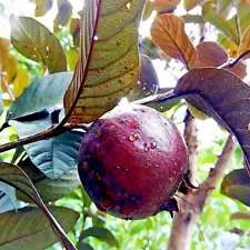 Purple Guava Plant Psidium Guajava Fruit Tree Tropical Planting