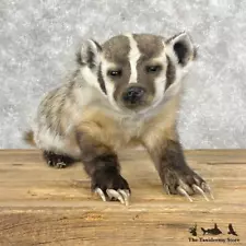 #28411 P | American Badger Life-Size Taxidermy Mount For Sale