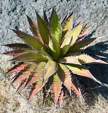 Agave kerchovei 15-20cm