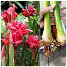 1 Live Rhizome Red Torch Ginger Lily / Etlingera Elatio Tropical Flowering Plant