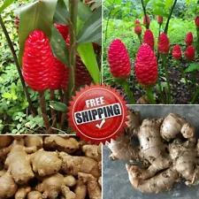 3 Shampoo Ginger Rhizomes Zingiber Zerumbet Awapuhi Fresh Roots Free Shipping