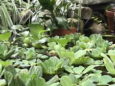 20 Water Lettuce (Lg, Med, Sm) Floating Pond Live Plant Aquarium Koi