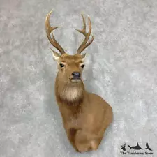 #21945 P | Sika Deer Taxidermy Wall Pedestal Shoulder Mount For Sale