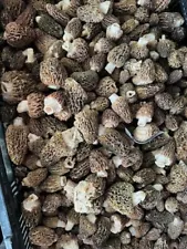 Fresh Dark Morel Mushrooms