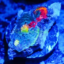 Cornbred's Rainbow Crush Chalice - WYSIWYG - Frag - LIVE CORAL