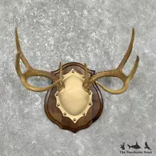 #26229 P | Whitetail Deer Antler Plaque Taxidermy Mount For Sale