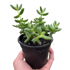 Delosperma echinatum 'Pickle Plant'