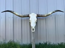 LONGHORN STEER SKULL 6 FEET WIDE UNPOLISHED BULL HORN MOUNTED COW HEAD