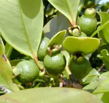 Psidium cattleianum GREEN 20-60cm