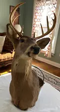 Beautiful 37 in. high, 20 in. wide deer head taxidermy, excellent condition