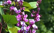 Hyacinth beans seeds annual flowers from Ukraine 1 g