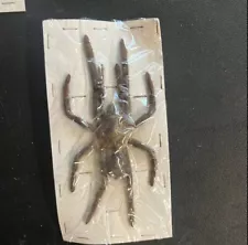 Small Tarantula