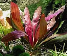 ECHINODORUS ROSE IN POT -Freshwater Aquatic Live Plants Super Price!!!!!!!