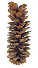 Extra Large 16" Sugar Pine Cones