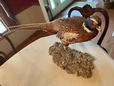 pheasant taxidermy mounts for sale