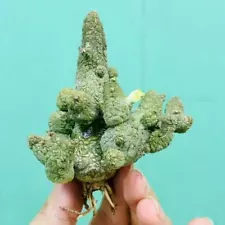 Multi Heads Sale Rare Succulent Live plant Pseudolithos caputviperae WYSIWYG