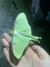 Living Luna Moth Eggs: 10 for 10 **check description**