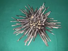 dried-PACIFIC PURPLE SEA URCHINS FROM WAKE ISLAND With Spines attached