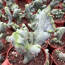 Succulent Living Plant Penis cactus Cristata WYSIWYG Self Rooted Boutique Sale