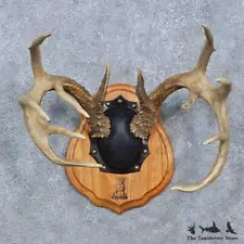 deer antler plaques for sale