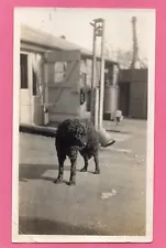 Curly Coated Retriever Dog Malvern Postmark 1924 Photo Postcard