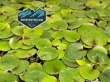 *BUY 2 GET 1 FREE* 25+ Leaf Amazon Frogbit - Live Floating Plant for Aquarium