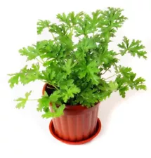 100 Citronella Brains Buster Grass Seeds Mosquitoes Repellent Plant Bonsai