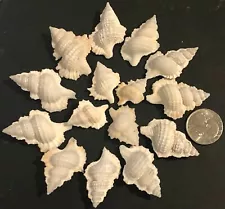 15 MAPLE LEAF SEA SHELLS 1” UP TO 1-1/2" TALL - GREAT FOR CRAFTING!