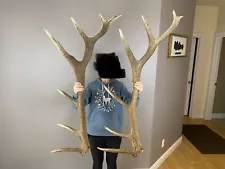 2 Consecutive Elk Antler Sheds Horns Shed Mount Carving Wild Idaho HUGE 7pt set