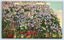 Postcard The Jacaranda Trees of Florida linen G126