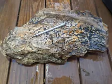 20+ Lb Montana Petrified Wood/ Agatized Specimen For Sale!!