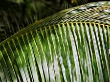 coconut leaves for sale