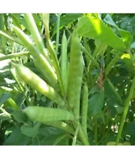 Cluster Beans Gawar Phalli Seeds Perfect For Home And Terrace Gardening