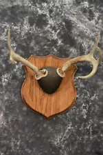 Whitetail antler base plaque for sale SKU 1226