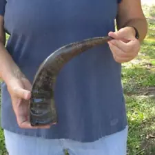 15 inch Semi-Polished Buffalo horn for sale, from India, taxidermy # 47328