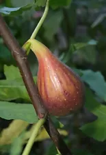 3 x PERRETTA fig cuttings. early and productive tree