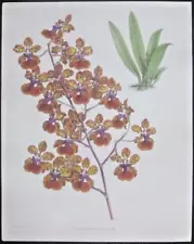 Warner, Orchid Album,Oncidium haematochilum,1st Ed.large handc.Litho,1881 #32