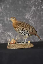 Chinese Bamboo Partridge taxidermy mount for sale SKU 1905