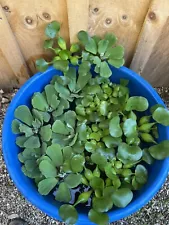 (12) Mix Water Hyacinth & Lettuce Koi Pond Floating Plants Rid Algae LARGE 5-7”