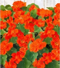 nasturtium plants for sale